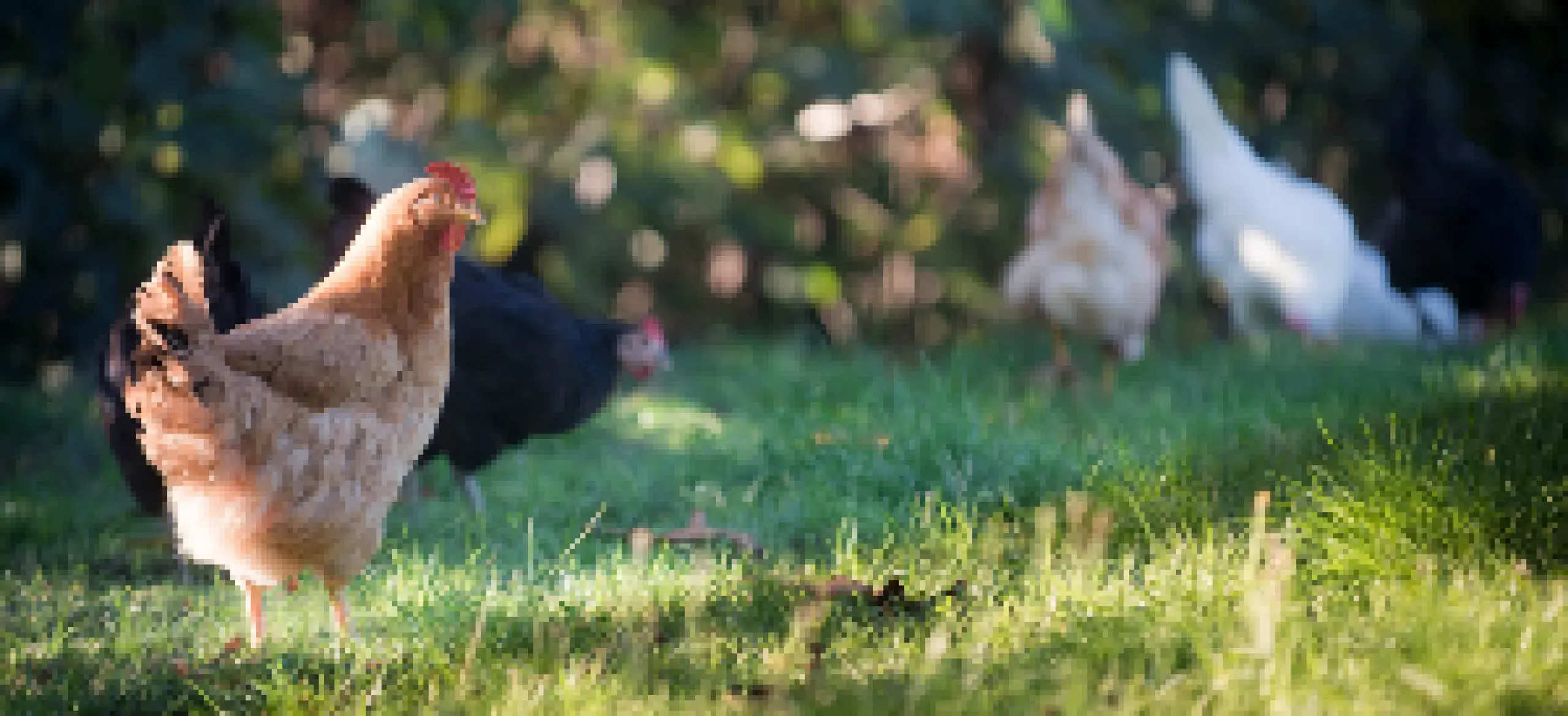 Pollame e galline allevate all'aperto senza stress